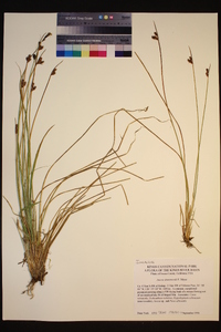 Juncus drummondii image